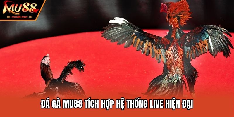 Đá gà MU88 tích hợp hệ thống live hiện đại