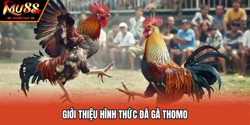 Đá gà thomo là hình thức giải trí hấp dẫn nhất 2025