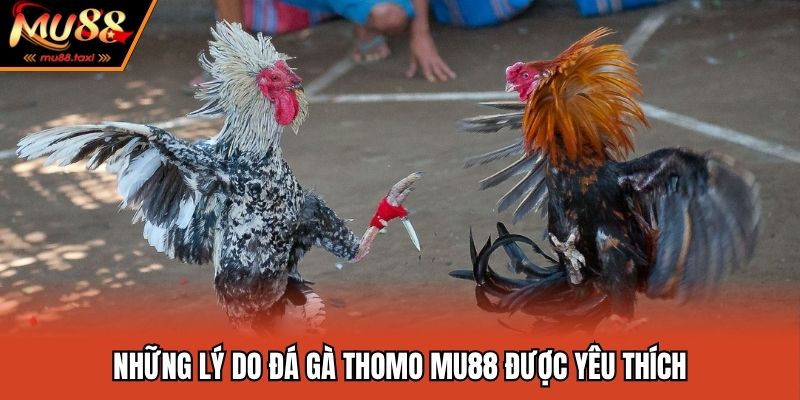 Vì sao hình thức đá gà này ngày càng phổ biến?