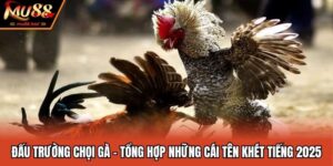 Đấu Trường Chọi Gà - Tổng Hợp Những Cái Tên Khét Tiếng 2025