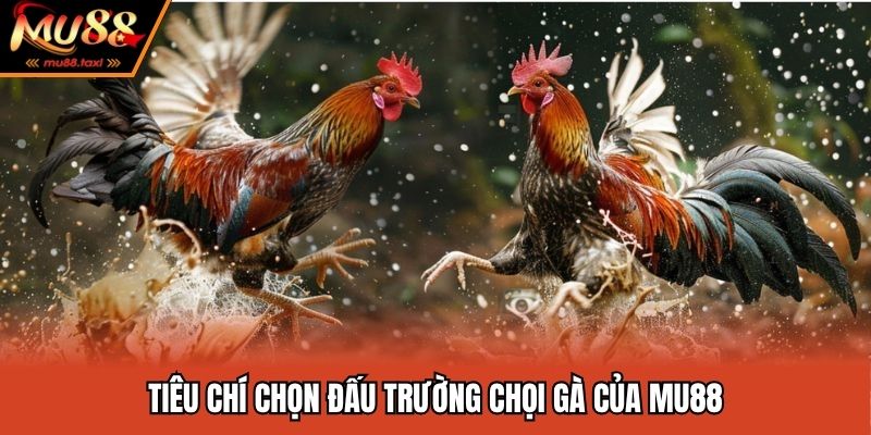 Điều kiện hợp tác phát sóng đá gà bởi MU88