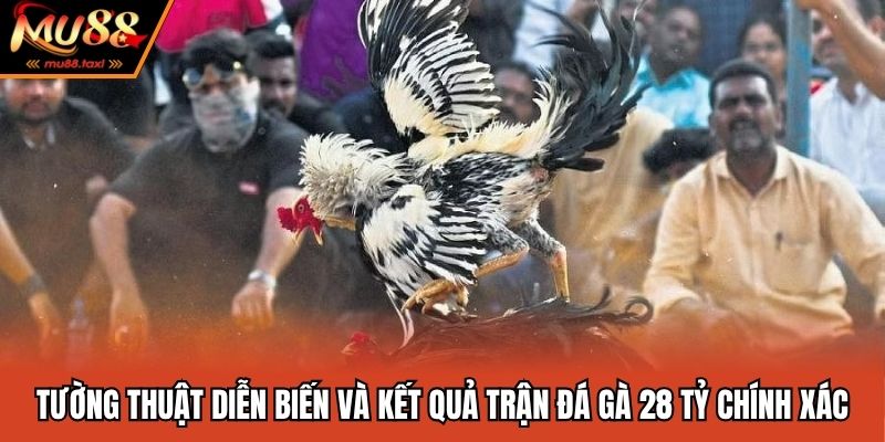 Tường thuật diễn biến và kết quả trận đá gà 28 tỷ chính xác