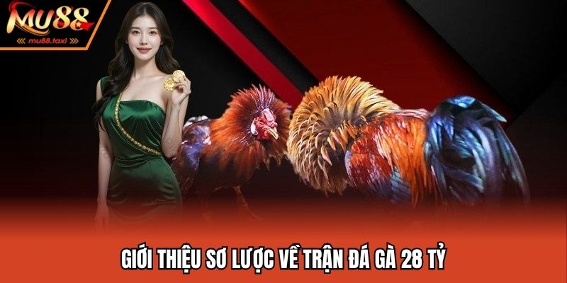 Giới thiệu sơ lược về trận đá gà 28 tỷ