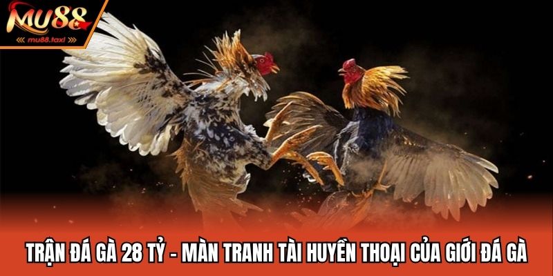 Trận Đá Gà 28 Tỷ - Màn Tranh Tài Huyền Thoại Của Giới Đá Gà